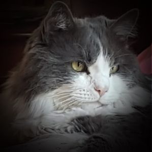 Meet your Posher, Bobbi